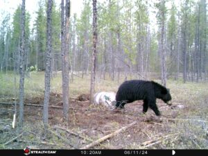 sk-bear-hunting-pilots-lodge-006