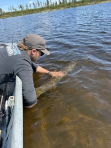 pike-fishing-pilots-lodge-LH-2025-101 pike-fishing-pilots-lodge-LH-2025-101