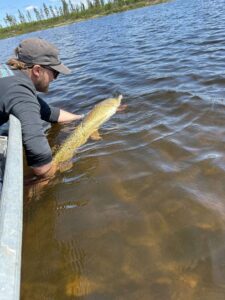 pike-fishing-pilots-lodge-LH-2025-102 pike-fishing-pilots-lodge-LH-2025-102