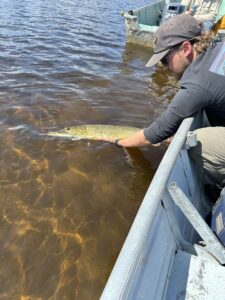 pike-fishing-pilots-lodge-LH-2025-104 pike-fishing-pilots-lodge-LH-2025-104