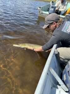 pike-fishing-pilots-lodge-LH-2025-106 pike-fishing-pilots-lodge-LH-2025-106