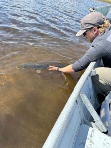 pike-fishing-pilots-lodge-LH-2025-107 pike-fishing-pilots-lodge-LH-2025-107