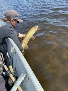 pike-fishing-pilots-lodge-LH-2025-108 pike-fishing-pilots-lodge-LH-2025-108