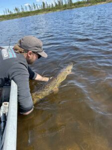 pike-fishing-pilots-lodge-LH-2025-109 pike-fishing-pilots-lodge-LH-2025-109